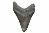 Fossil Megalodon Tooth - South Carolina #208578-1